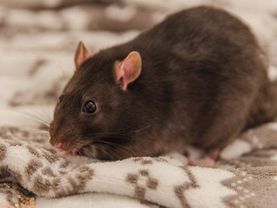 Rat Éméville